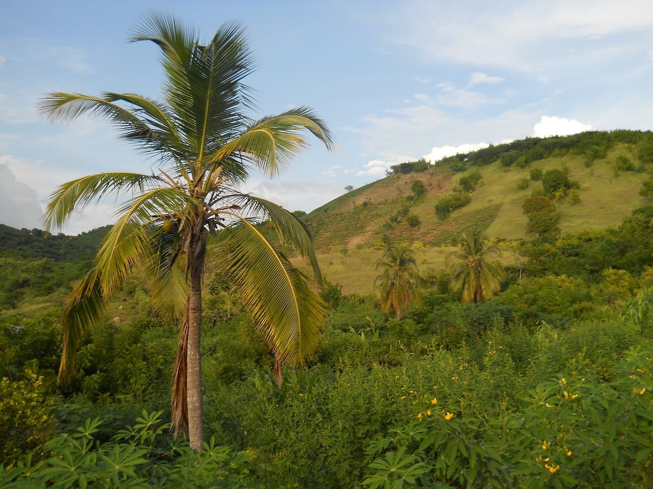 Hire in Haiti landscape