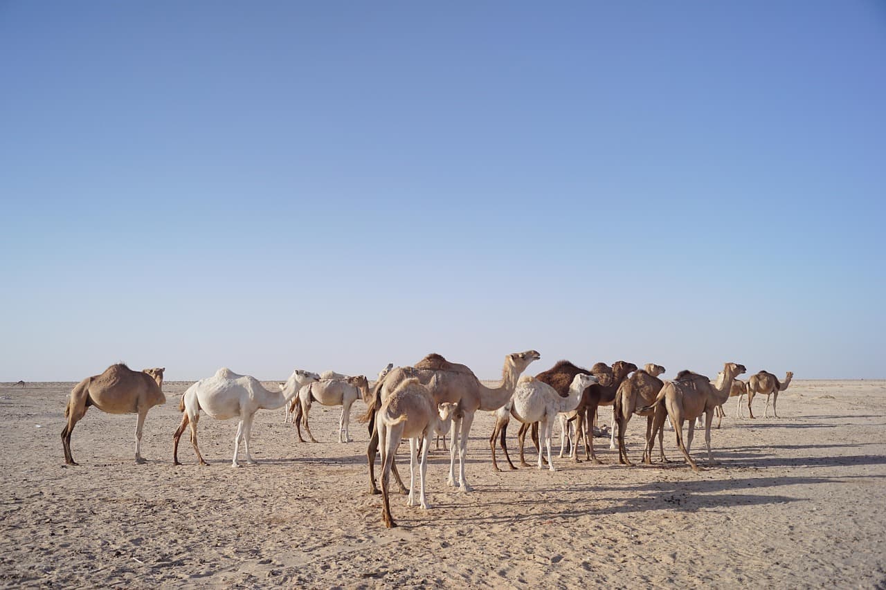 Hire in Mauritania landscape